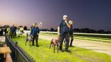 Greyhound Cup 7