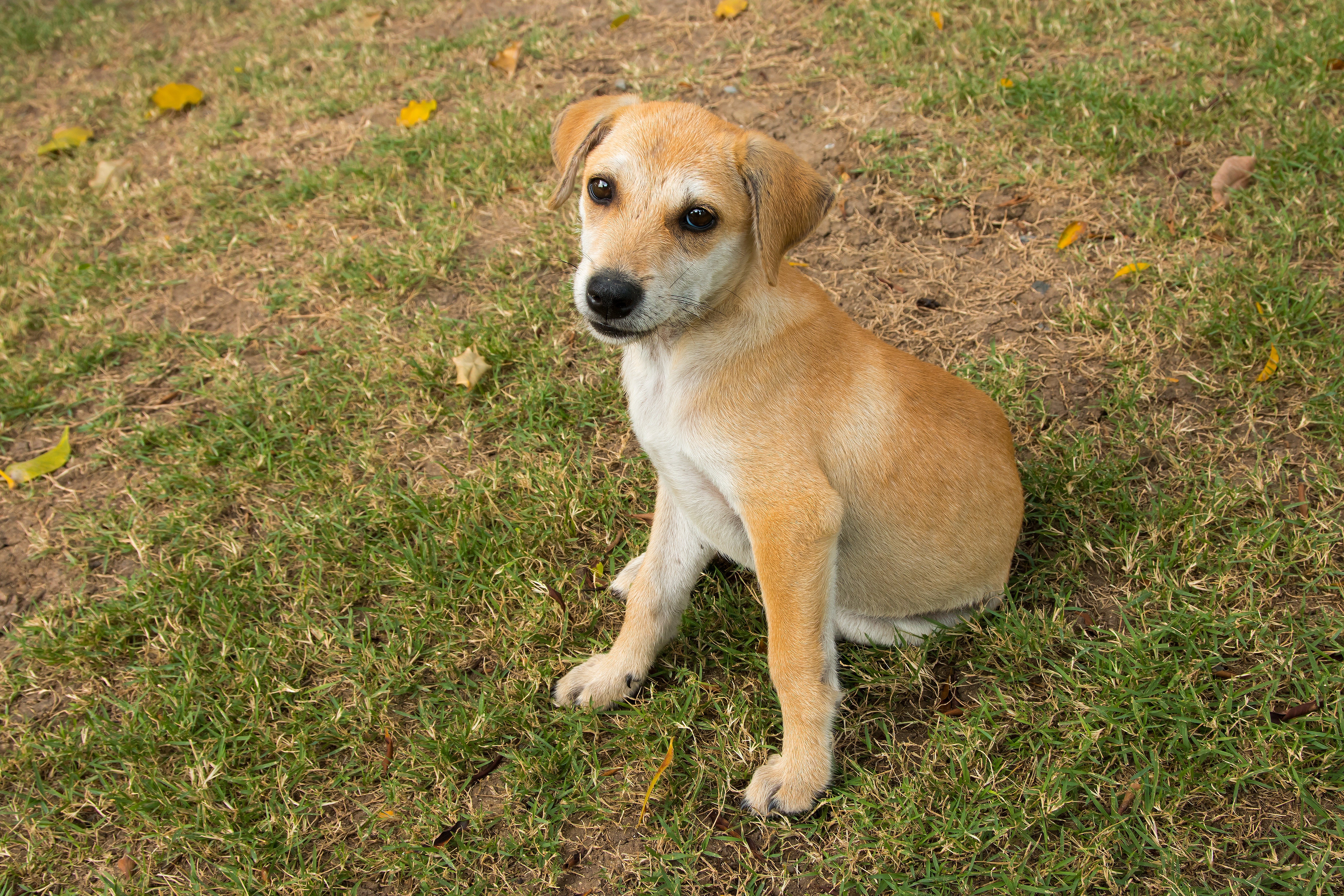 Puppy Dog Animal Cute Canine Pet 1046979 Pxhere Com
