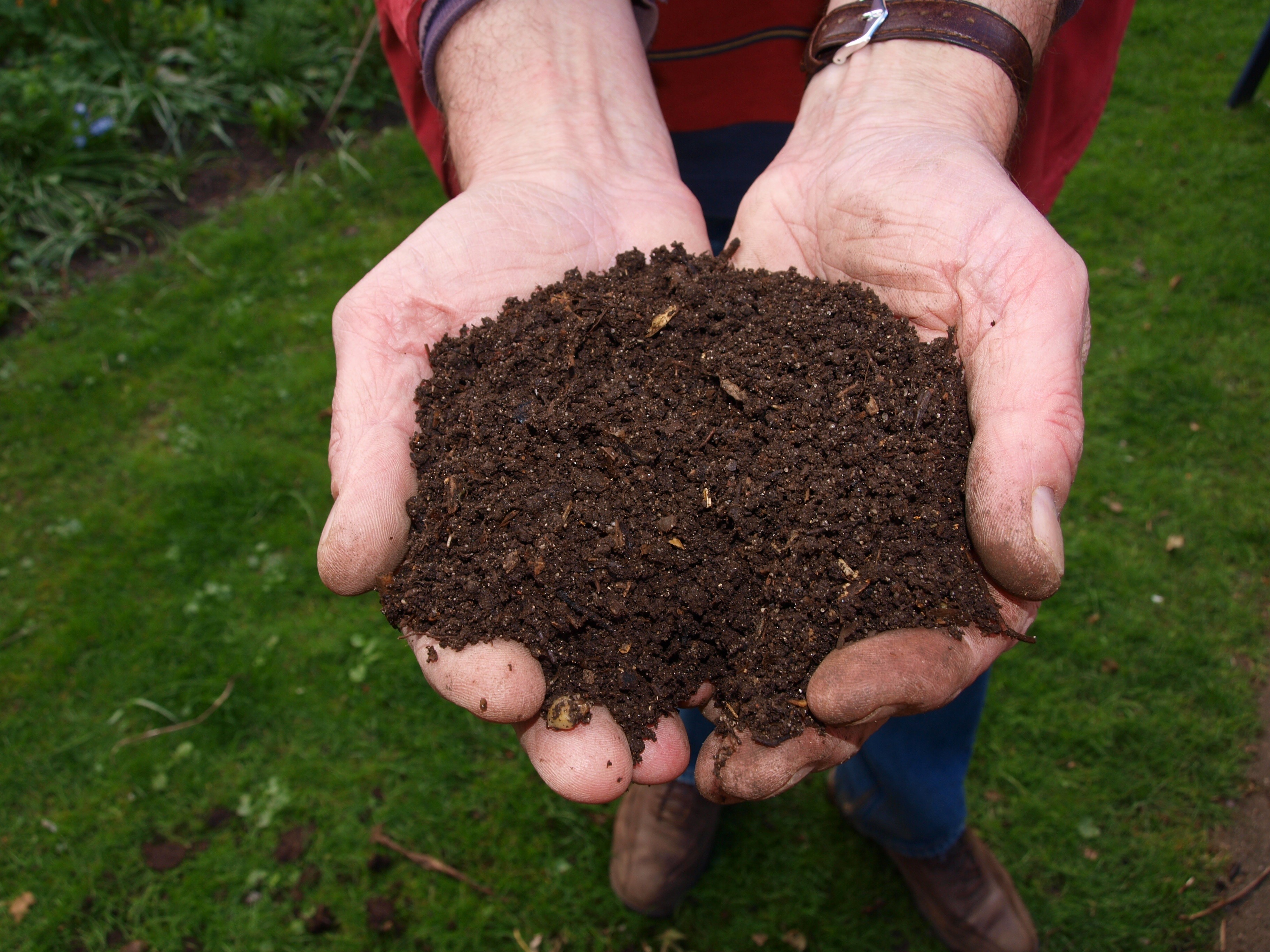 Hand Man Tree Fresh Soil Mushroom 1407272 Pxhere Com